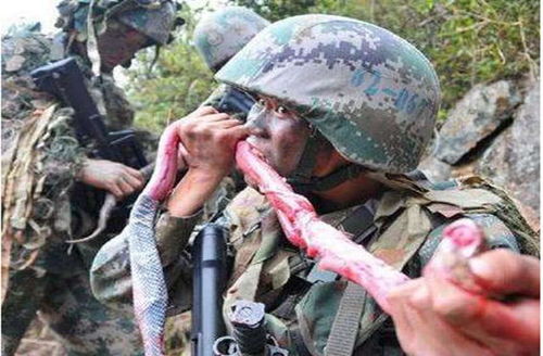 世界特种兵大赛排名 中国特种兵国际比赛名次