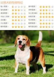 狗狗粘人程度排名 什么狗最粘人