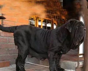 十大禁犬排行榜 世界十大禁养犬盘点
