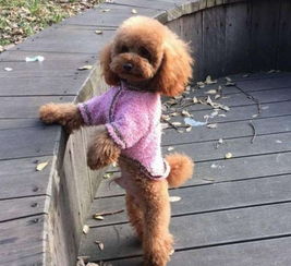 泰迪聪明排第几 泰迪犬智商排名