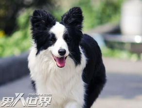 边牧和土狗打架谁厉害 边境牧羊犬能打过土狗吗？